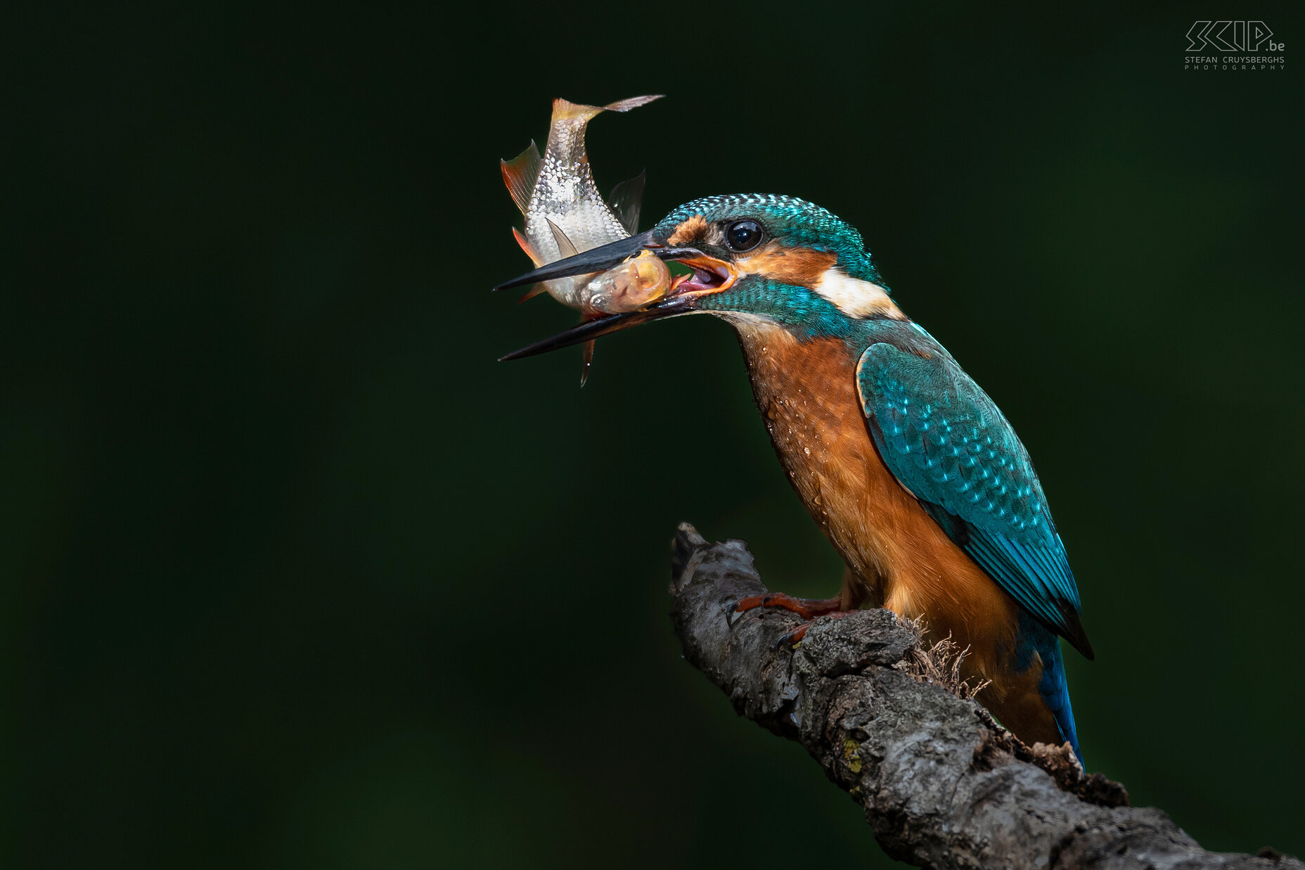 Kingfisher Some of my best images from recent years of one of the most beautiful birds in our country; the kingfisher. Stefan Cruysberghs